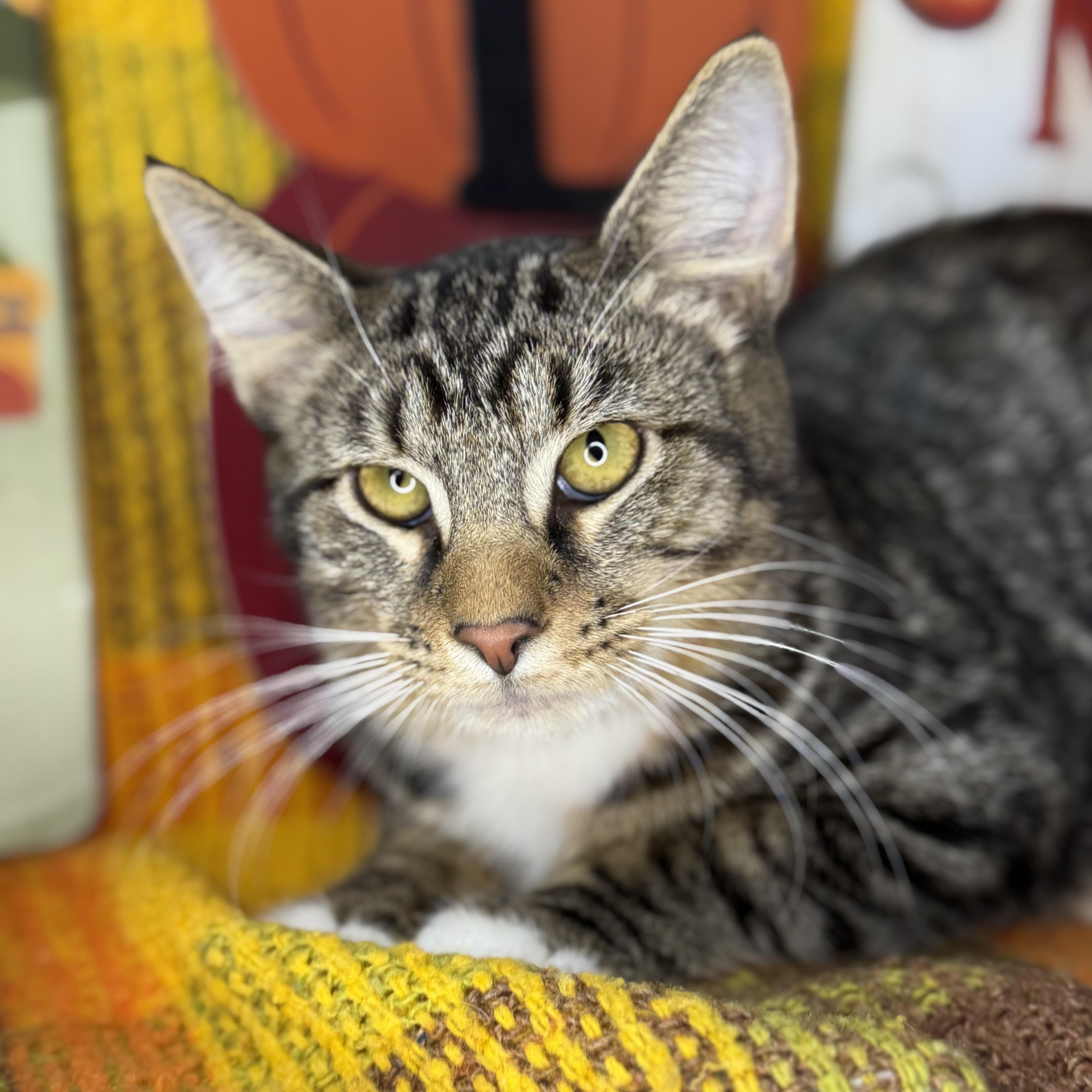 Enlarge Hickory, a Adoptable mixed breed in Mount Vernon, IL image 3/6