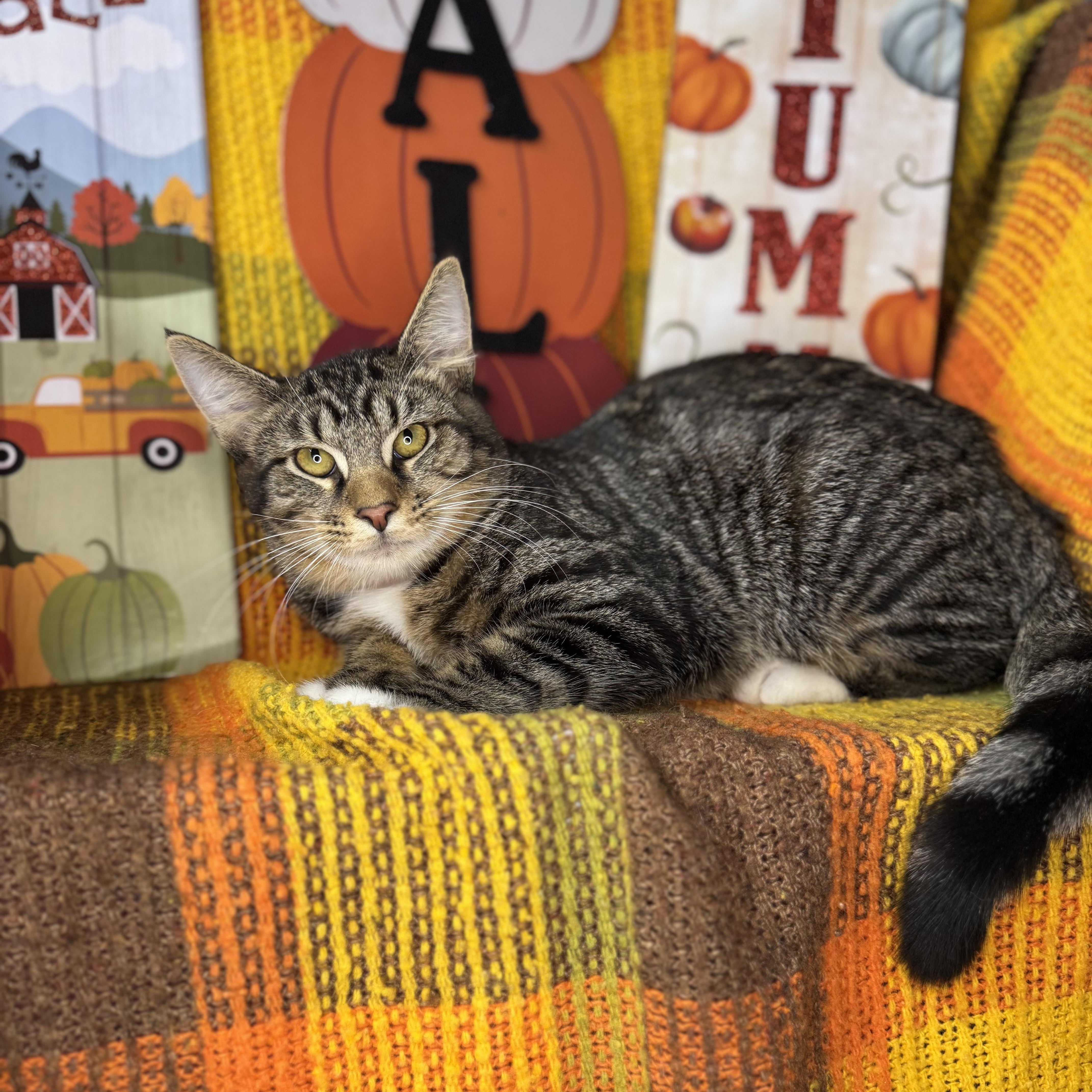 Enlarge Hickory, a Adoptable mixed breed in Mount Vernon, IL image 5/6