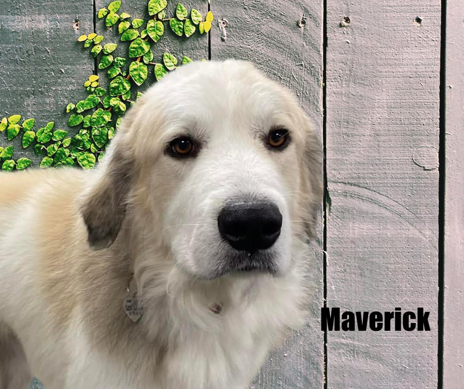 Enlarge Maverick, a ADOPTABLE Great Pyrenees in Marshville, NC image 2/3