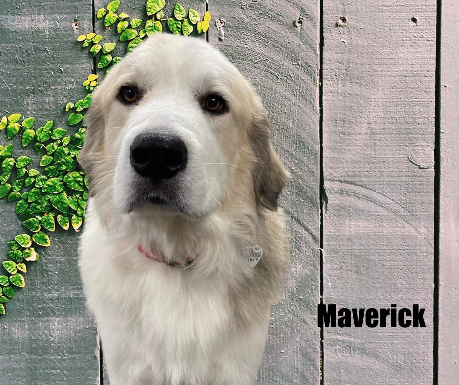 Enlarge Maverick, a ADOPTABLE Great Pyrenees in Marshville, NC image 3/3