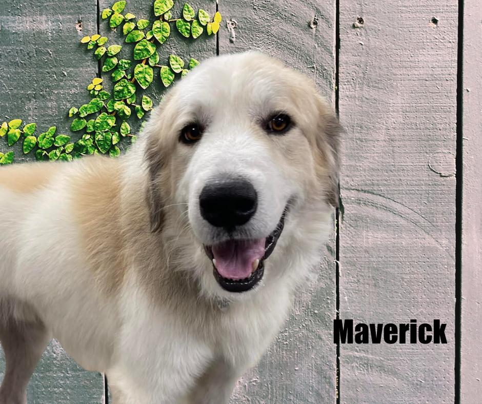 Enlarge Maverick, a ADOPTABLE Great Pyrenees in Marshville, NC image 1/3