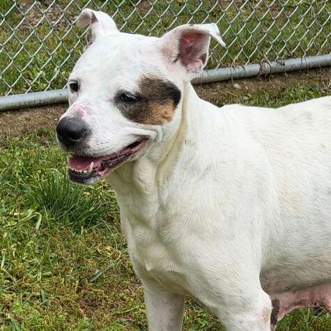Lena, Adoptable, Adult Female Terrier & Mixed Breed.