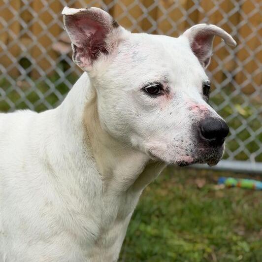 Lena, a Adoptable mixed breed in Dayton, OH image 2/6