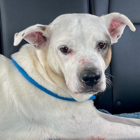 Lena, a Adoptable mixed breed in Dayton, OH image 3/6