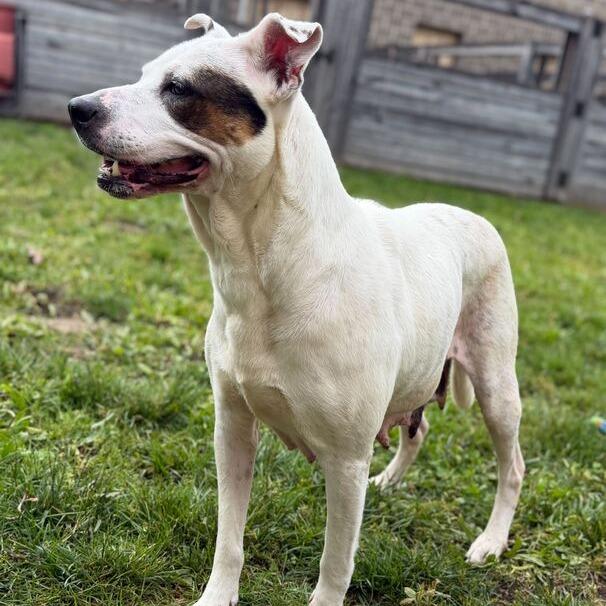 Lena, a Adoptable mixed breed in Dayton, OH image 4/6