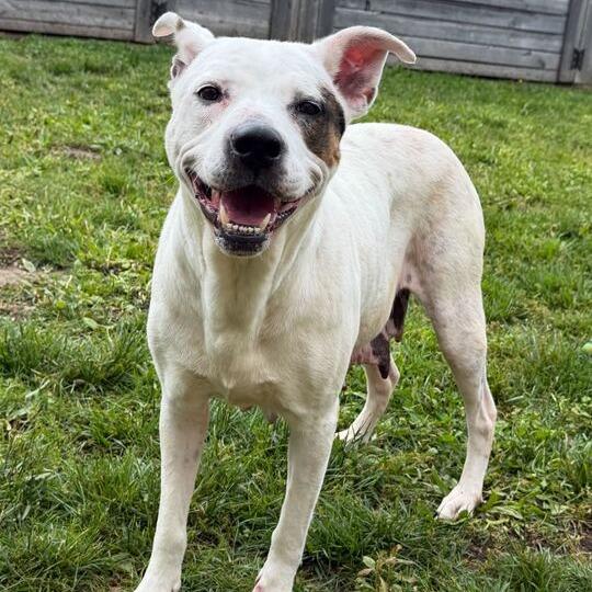 Lena, a Adoptable mixed breed in Dayton, OH image 5/6