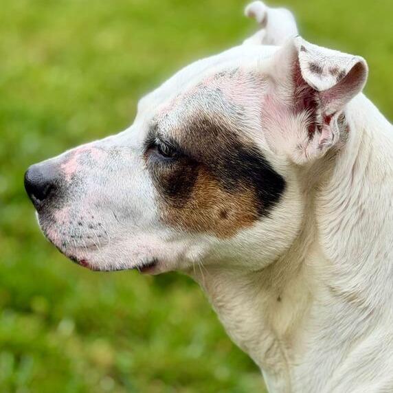 Lena, a Adoptable mixed breed in Dayton, OH image 6/6