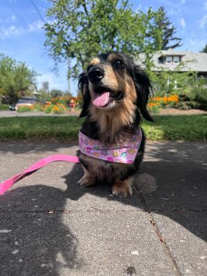 Bailey, a ADOPTABLE Dachshund in Portland, OR image 3/4