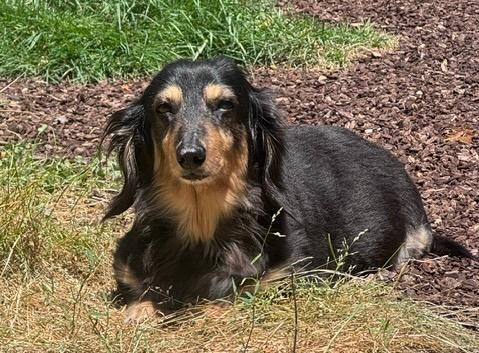 Bailey, a ADOPTABLE Dachshund in Portland, OR image 4/4