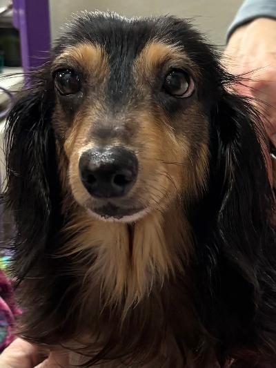 Bailey, a ADOPTABLE Dachshund in Portland, OR image 2/4