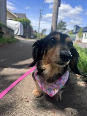 Bailey, ADOPTABLE, Senior Female Dachshund.