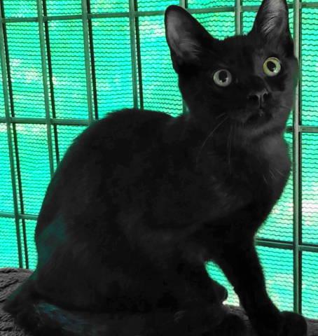 Enlarge Geordie, a Adoptable Domestic Short Hair in Frankston, TX image 1/5