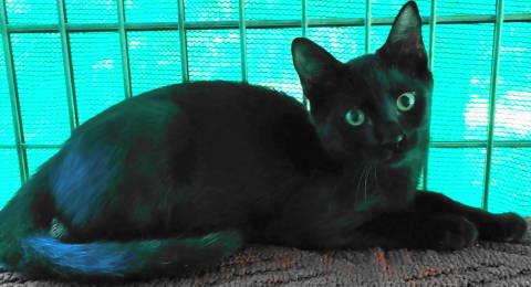 Enlarge Geordie, a Adoptable Domestic Short Hair in Frankston, TX image 2/5