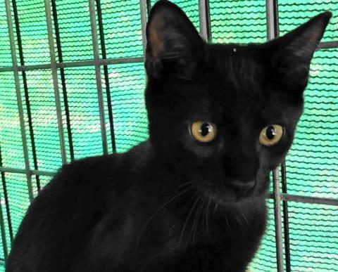 Enlarge Geordie, a Adoptable Domestic Short Hair in Frankston, TX image 3/5