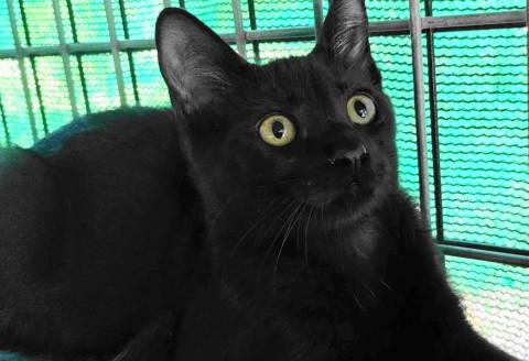 Geordie, Adoptable, Young Male Domestic Short Hair.
