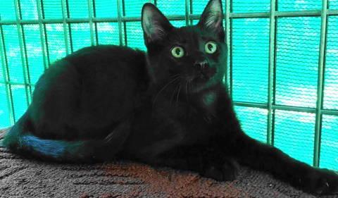 Enlarge Geordie, a Adoptable Domestic Short Hair in Frankston, TX image 5/5