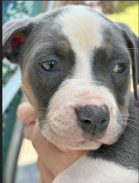 Enlarge Coraline, a Adoptable mixed breed in Belleville, MI image 2/2