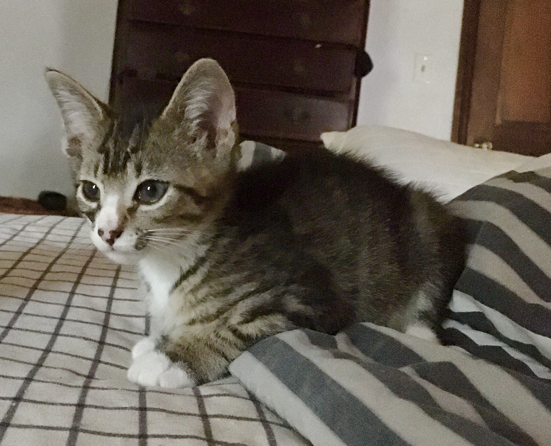 Cacio, an adopted Domestic Short Hair in Stuart, VA_image-1