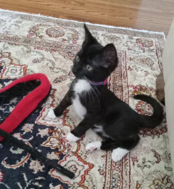 Panini, a Adopted Domestic Short Hair in Rochester, NY image 1/3
