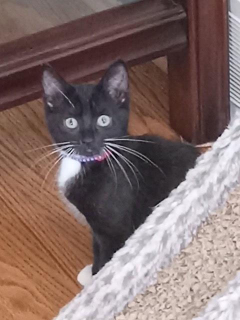 Panini, a Adopted Domestic Short Hair in Rochester, NY image 2/3