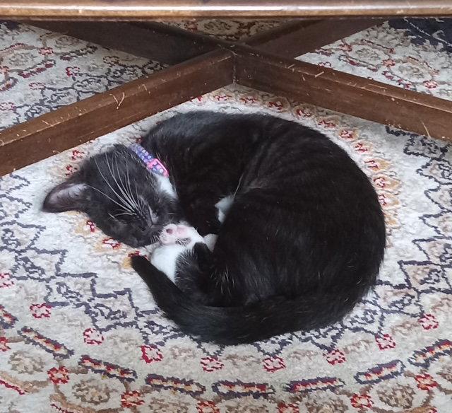 Panini, a Adopted Domestic Short Hair in Rochester, NY image 3/3