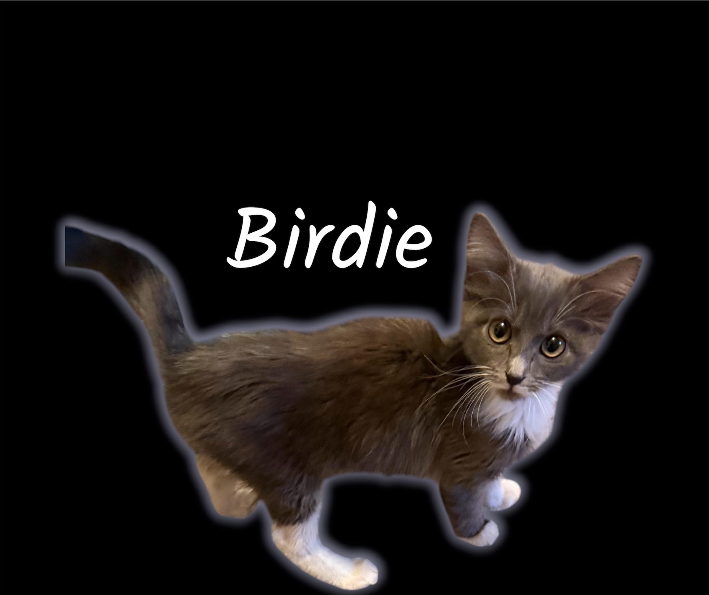 Enlarge Birdie, a Adoptable Domestic Medium Hair in Auburn, CA image 2/2