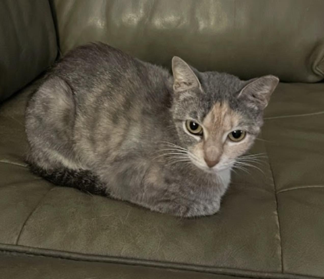 Tinker - Courtesy Post, an adopted Domestic Short Hair in Houston, TX image 4/4