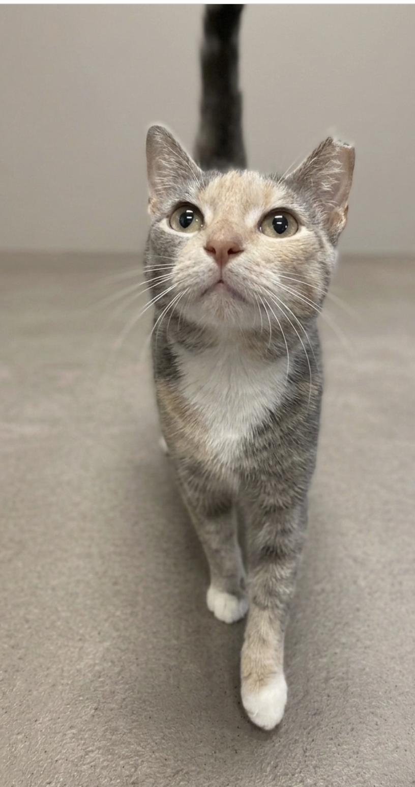 Tinker - Courtesy Post, an adopted Domestic Short Hair in Houston, TX image 3/4