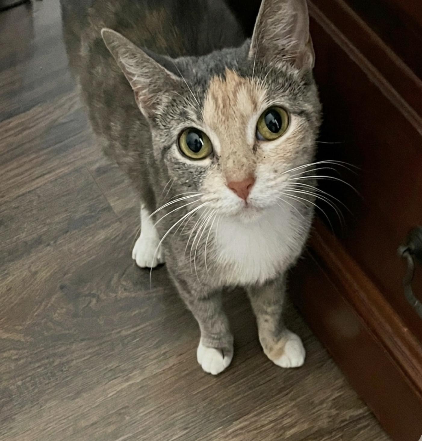 Tinker - Courtesy Post, an adopted Domestic Short Hair in Houston, TX image 1/4