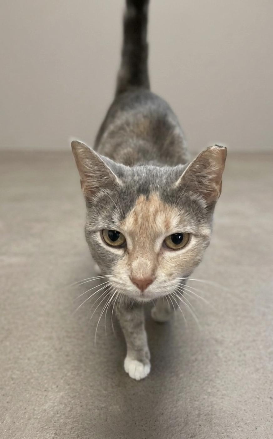 Tinker - Courtesy Post, an adopted Domestic Short Hair in Houston, TX image 2/4