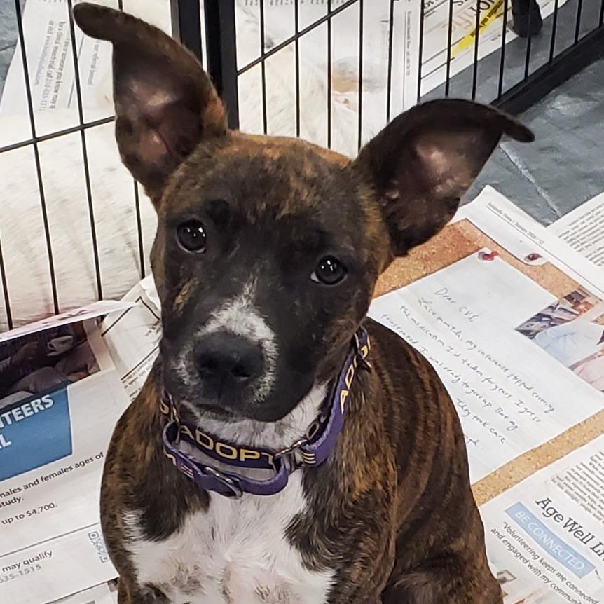 Poppy JuM, Young Female Boxer