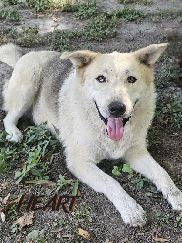 Enlarge Charlie, a Adoptable mixed breed in Millersville, MD image 2/3
