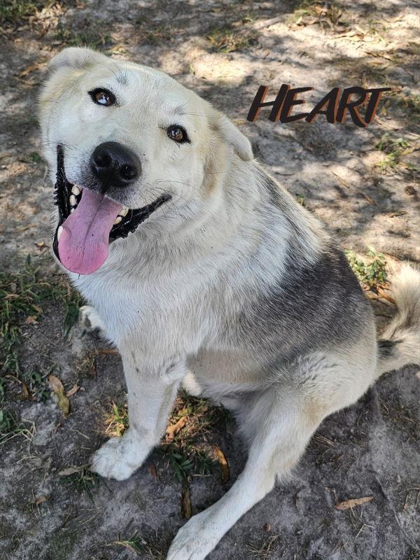 Enlarge Charlie, a Adoptable mixed breed in Millersville, MD image 3/3