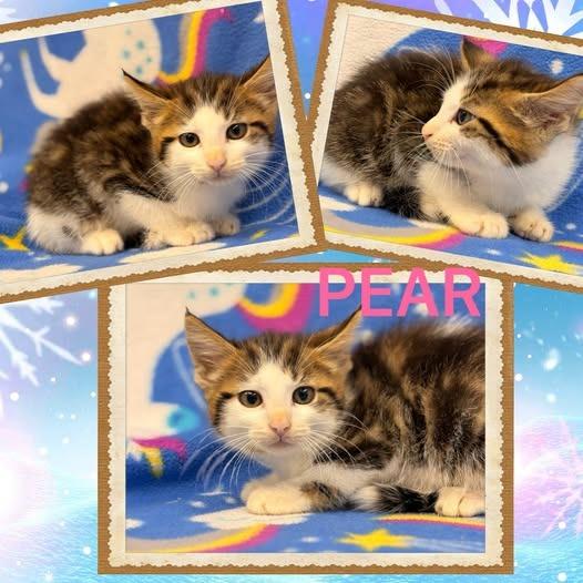 Pear, Adoptable, Kitten Female Domestic Medium Hair.