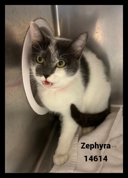 Enlarge ZEPHYRA, a Adoptable mixed breed in Marietta, GA image 3/4