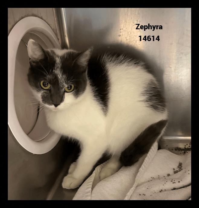 Enlarge ZEPHYRA, a Adoptable mixed breed in Marietta, GA image 4/4