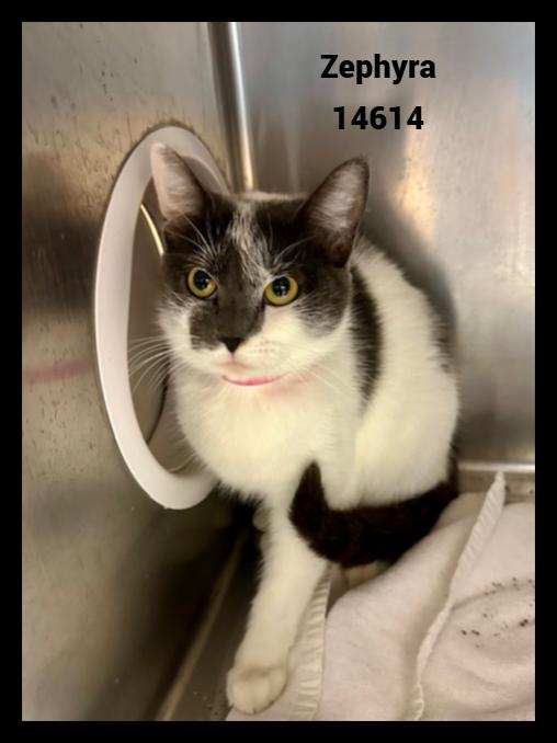 ZEPHYRA, Adoptable, Adult Female Domestic Short Hair.
