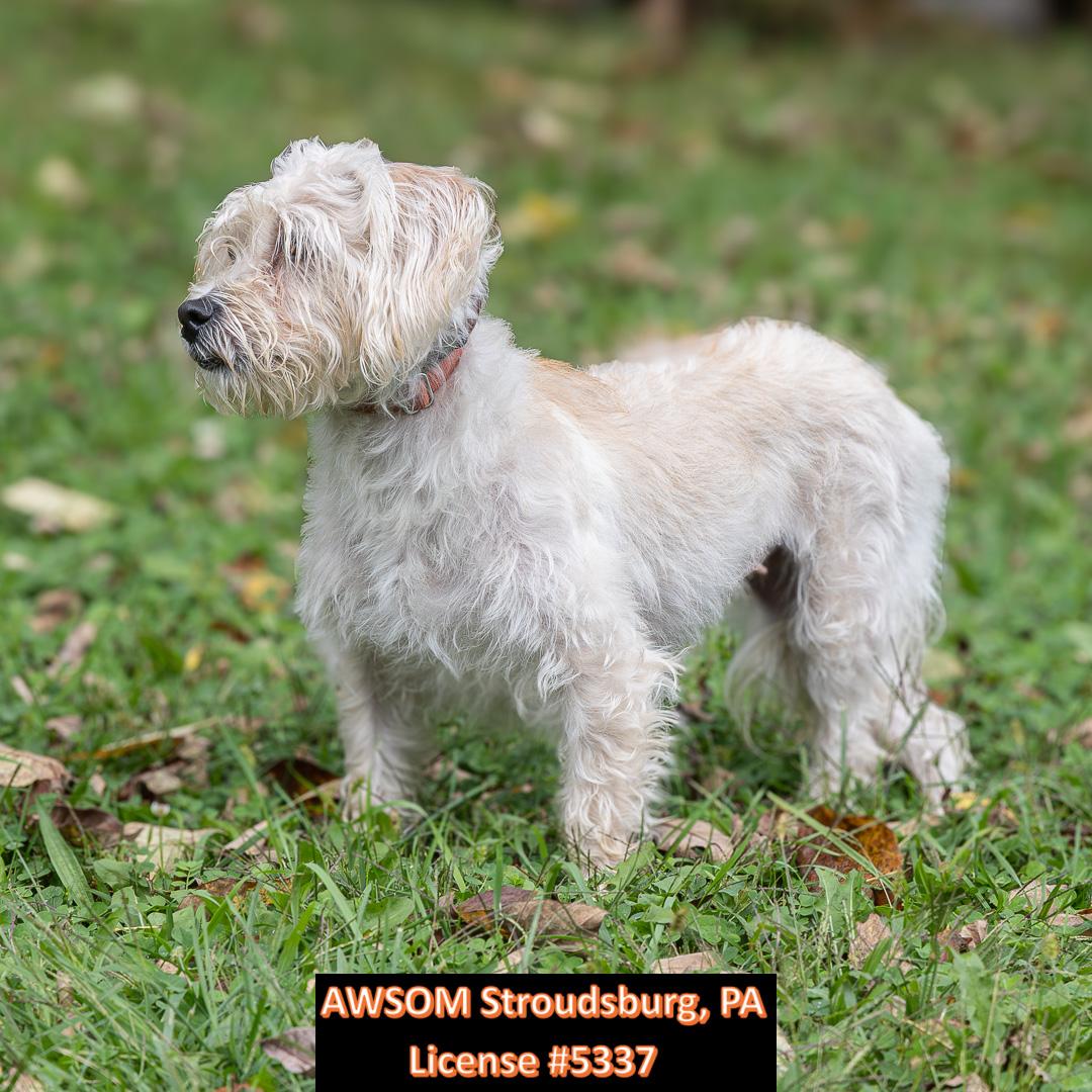 Enlarge Princess, a Adoptable mixed breed in Stroudsburg, PA image 3/3