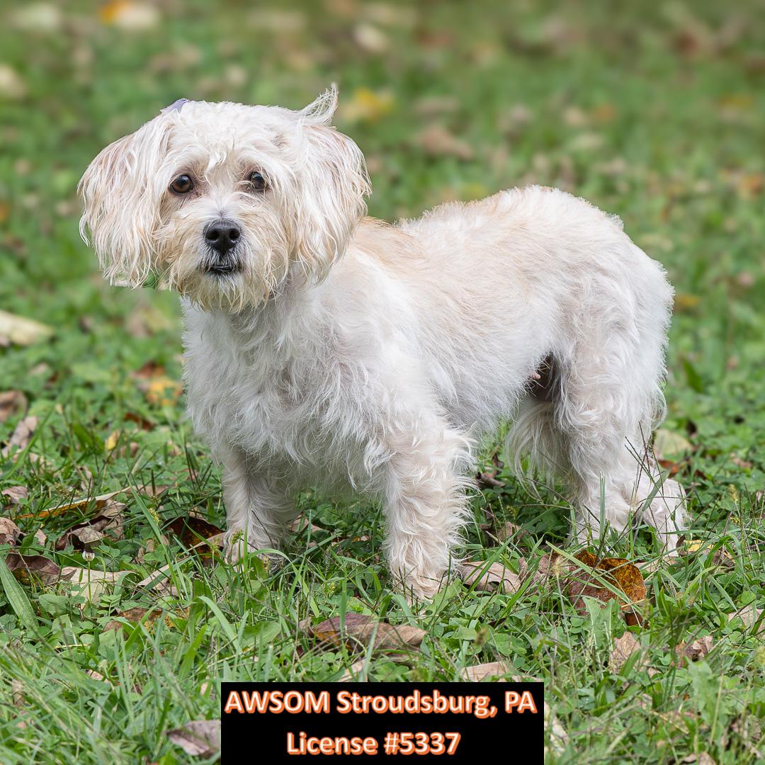 Princess, Adoptable, Young Female Shih Tzu.