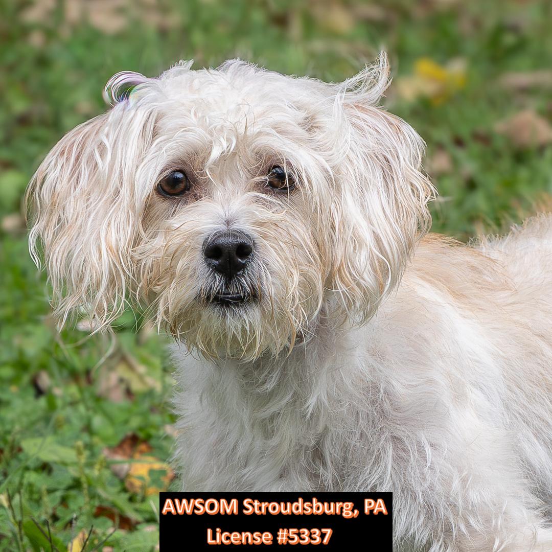 Enlarge Princess, a Adoptable mixed breed in Stroudsburg, PA image 2/3