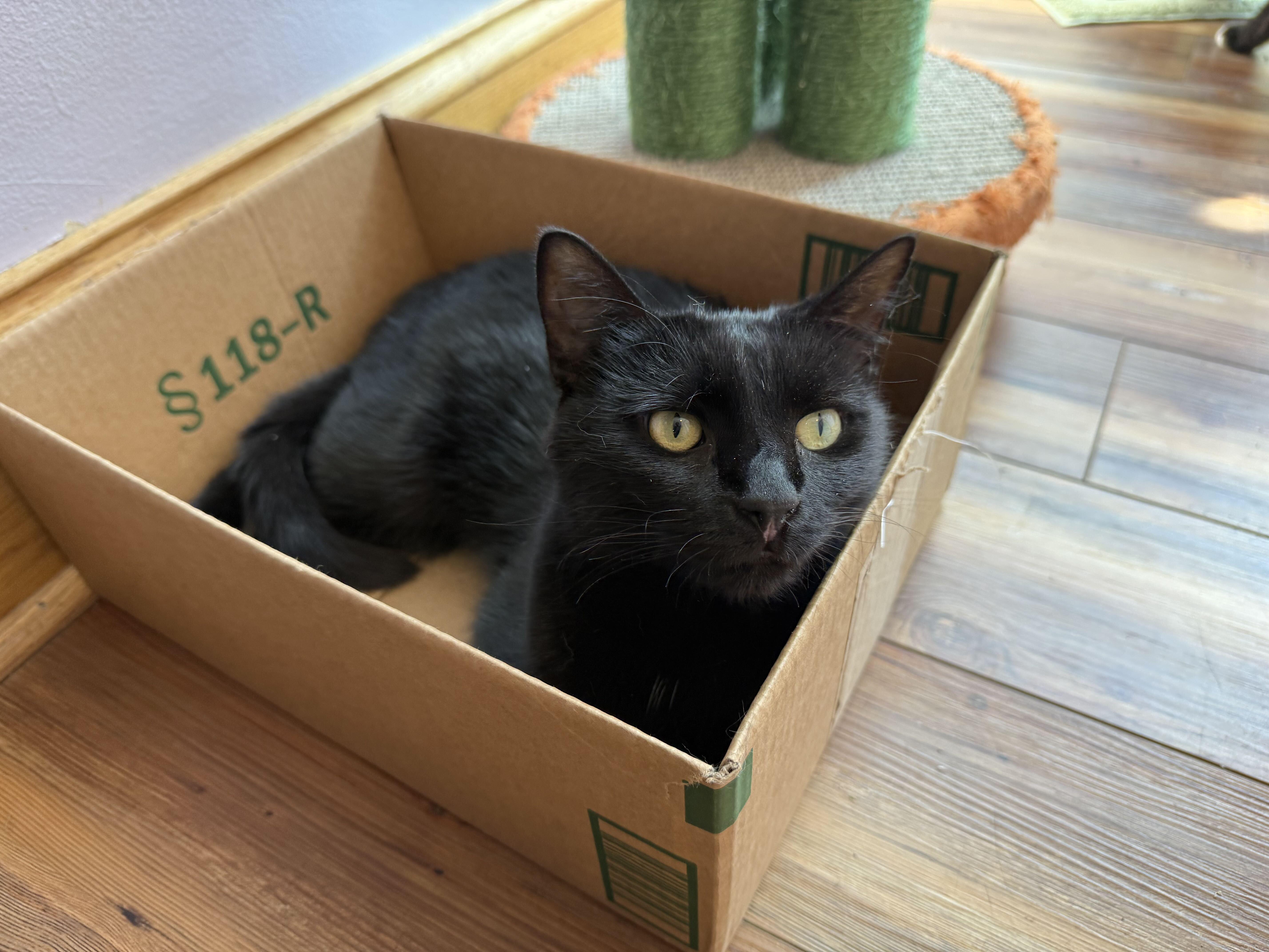 Enlarge Renalla (cat cafe), a Adopted Domestic Short Hair in West Lafayette, IN image 1/1
