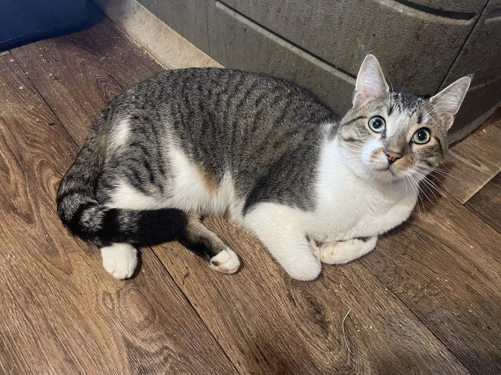 Lou, Adoptable, Young Male Domestic Short Hair & Tabby.
