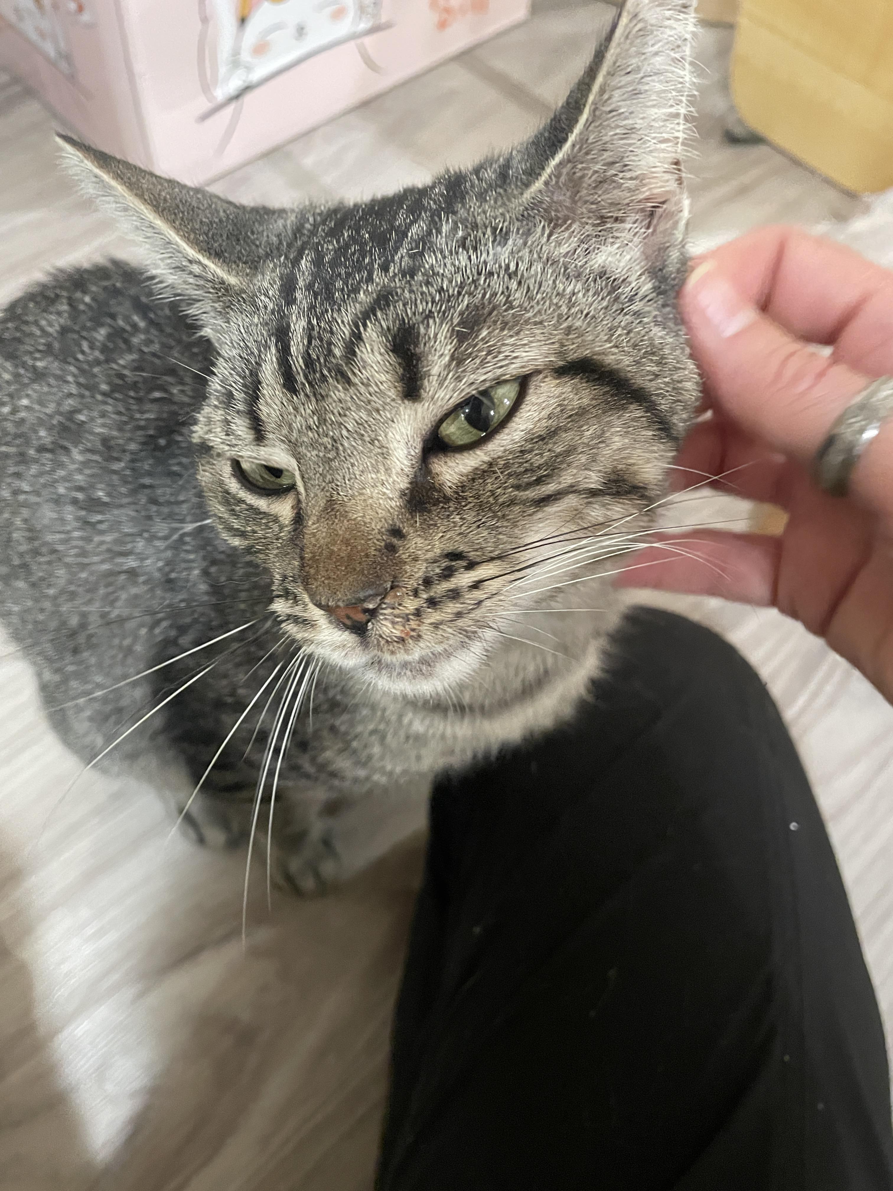 Enlarge Avery, a Adoptable Domestic Short Hair in South Ozone Park, NY image 2/6