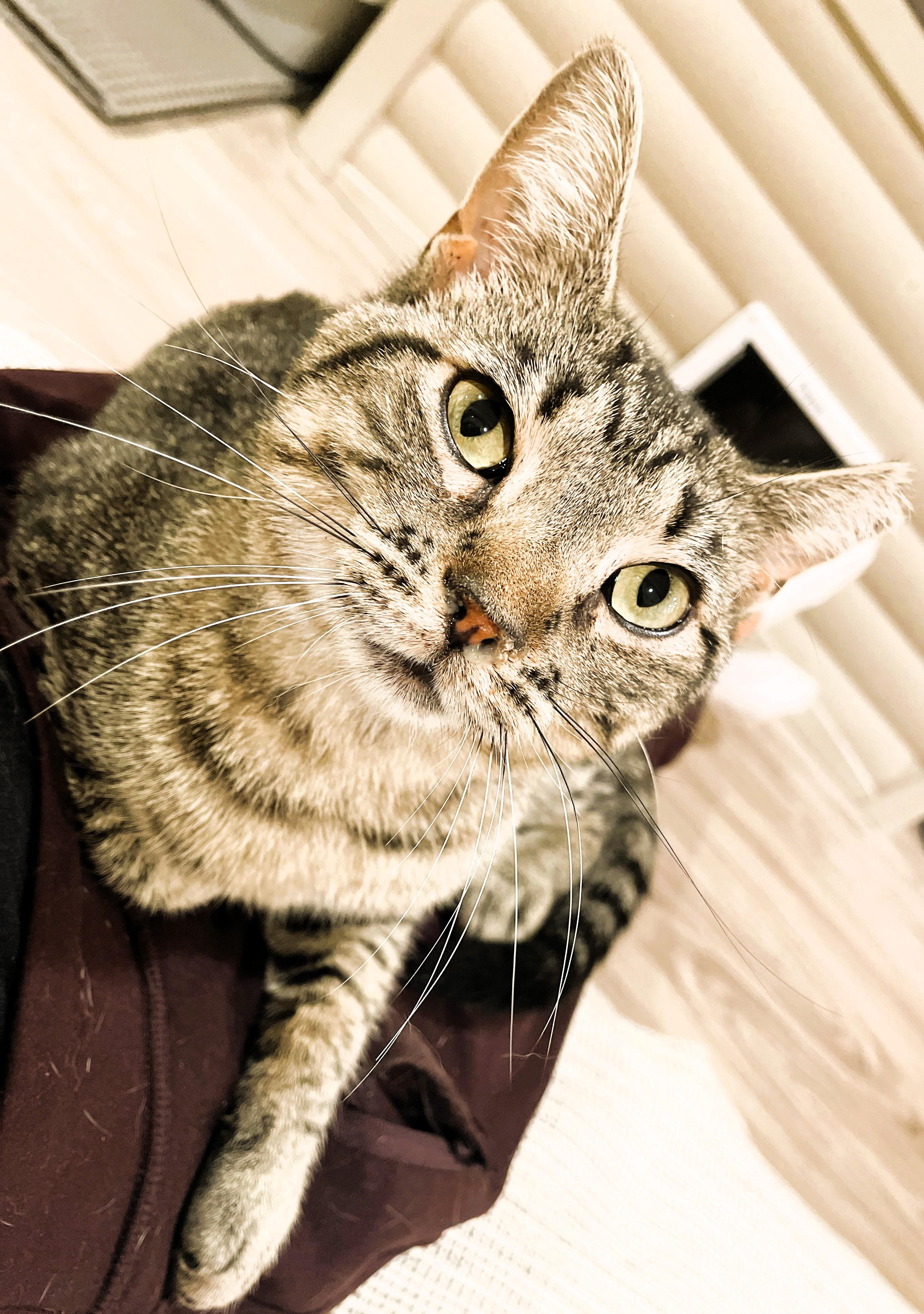 Enlarge Avery, a Adoptable Domestic Short Hair in South Ozone Park, NY image 4/6