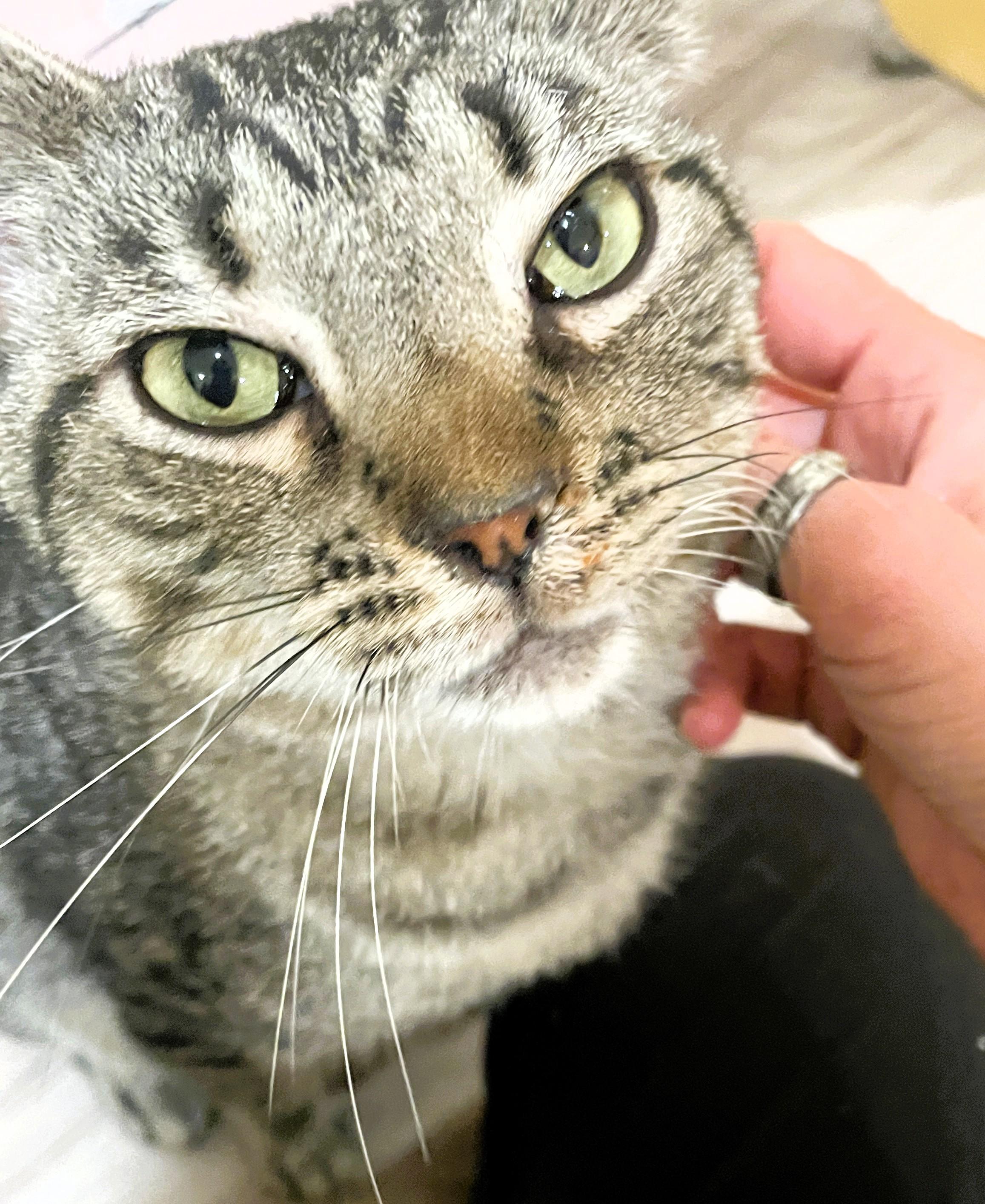 Enlarge Avery, a Adoptable Domestic Short Hair in South Ozone Park, NY image 5/6