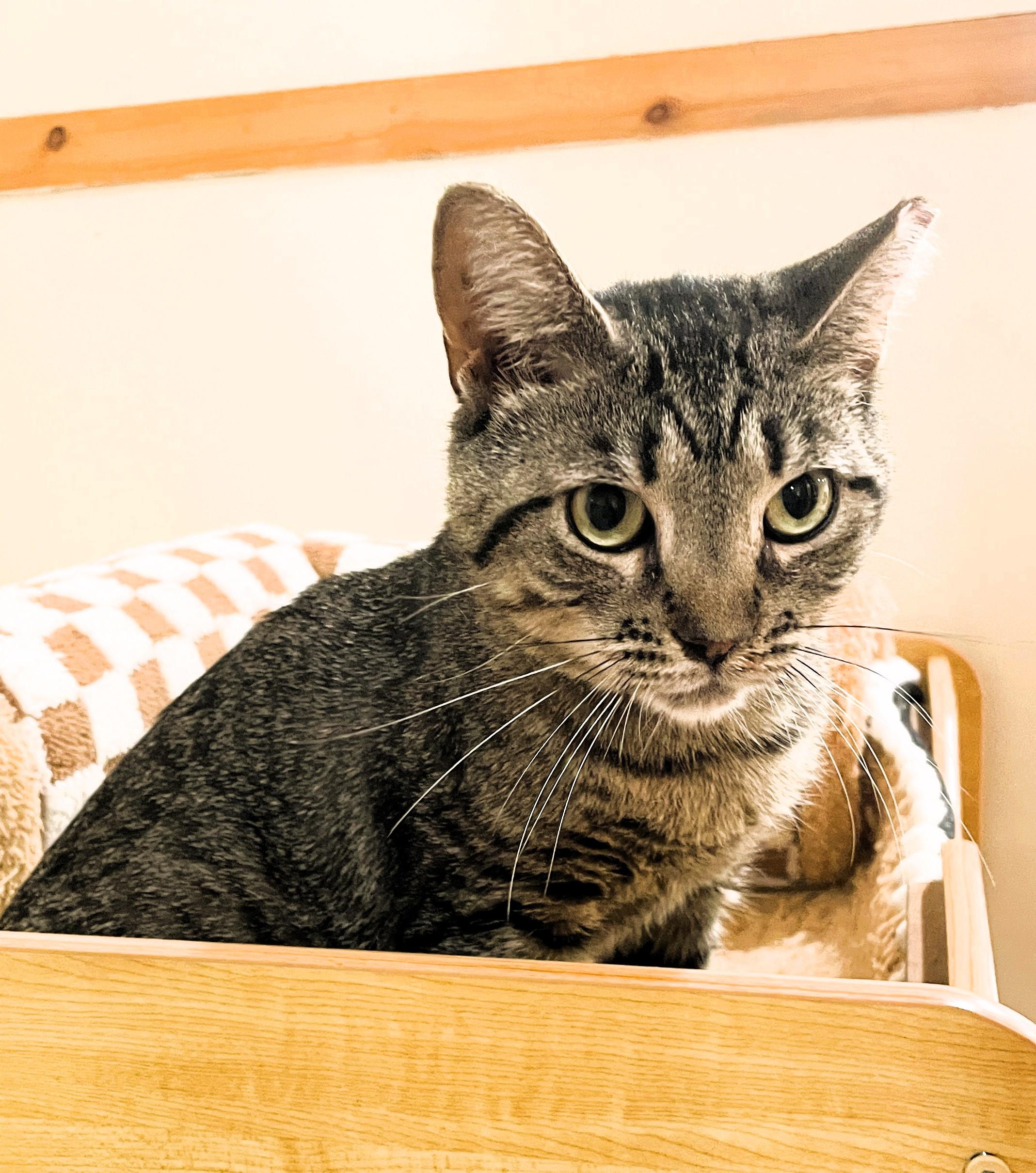 Enlarge Avery, a Adoptable Domestic Short Hair in South Ozone Park, NY image 6/6
