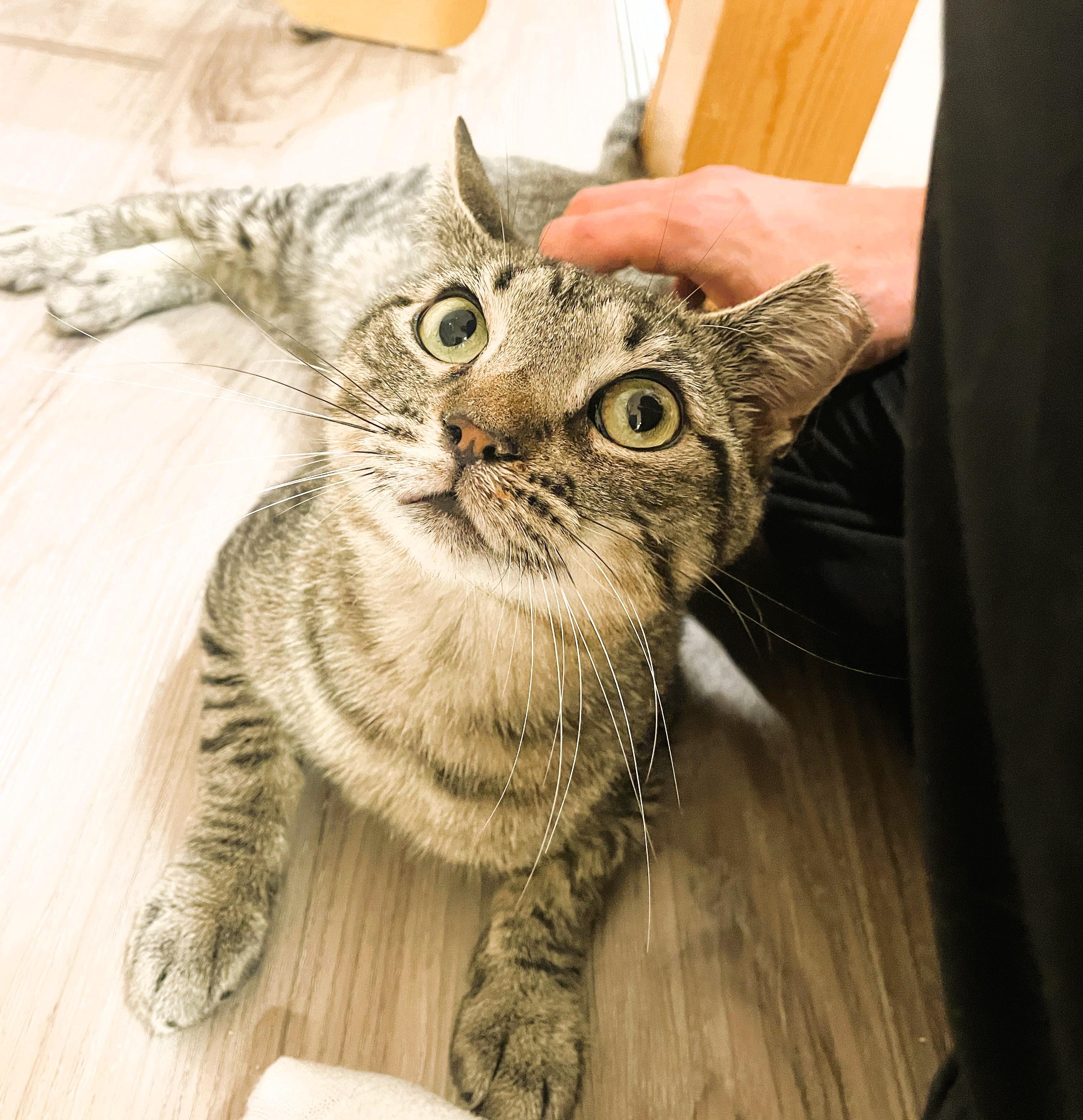 Enlarge Avery, a Adoptable Domestic Short Hair in South Ozone Park, NY image 1/6