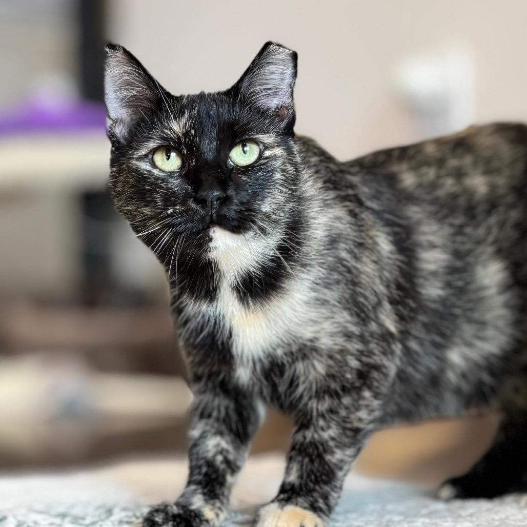 JoAnn, Adoptable, Adult Female Domestic Short Hair.