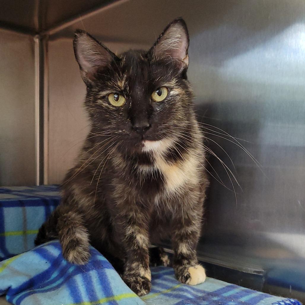 JoAnn, Adoptable, Adult Female Domestic Short Hair.