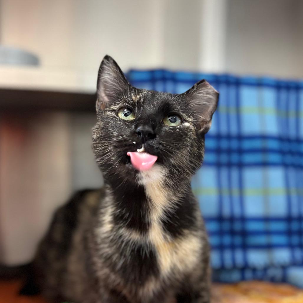 JoAnn, Adoptable, Adult Female Domestic Short Hair.